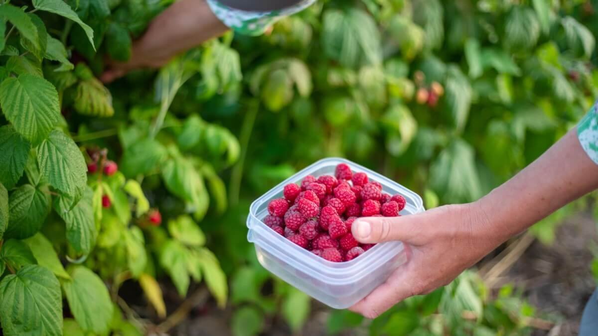Foreign Berry Pickers Can Now Apply for Seasonal Work Permits in Finland