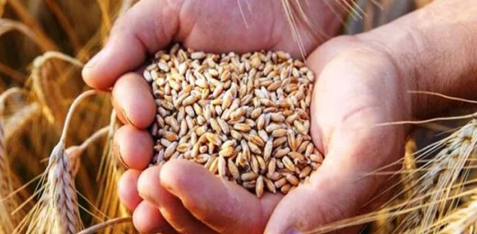 ہمیں فصل کا ریٹ چاہیے ورنہ آئندہ گندم کاشت نہیں کریں گے، کسانوں کا اعلان