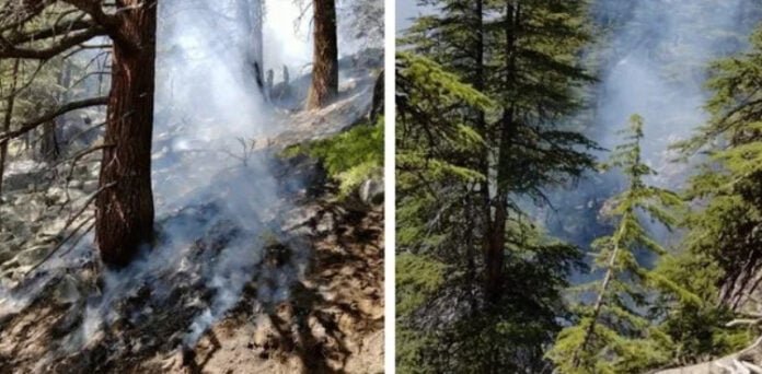 دیامر کے قدرتی جنگلات میں لگی آگ بے قابو، چلغوزے کے درخت جل گئے