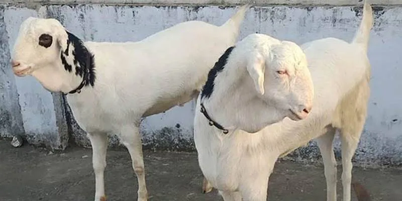 میانداد کو بھی ڈاکوؤں نے نہیں بخشا، 12 بکرے چھین کر فرار