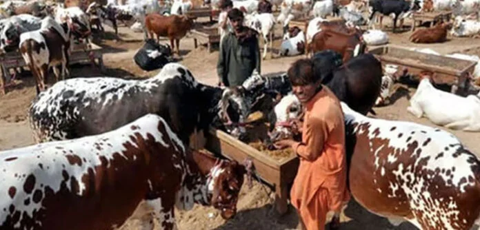 بھاؤ تاؤ اور نہ بحث وتکرار، مویشی منڈی آئیں اور اپنی پسند کا جانور لے جائیں!